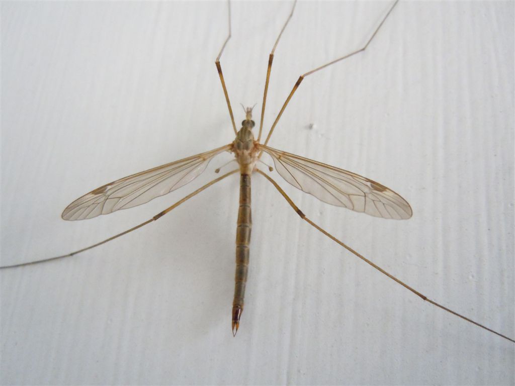 Tipula sp.